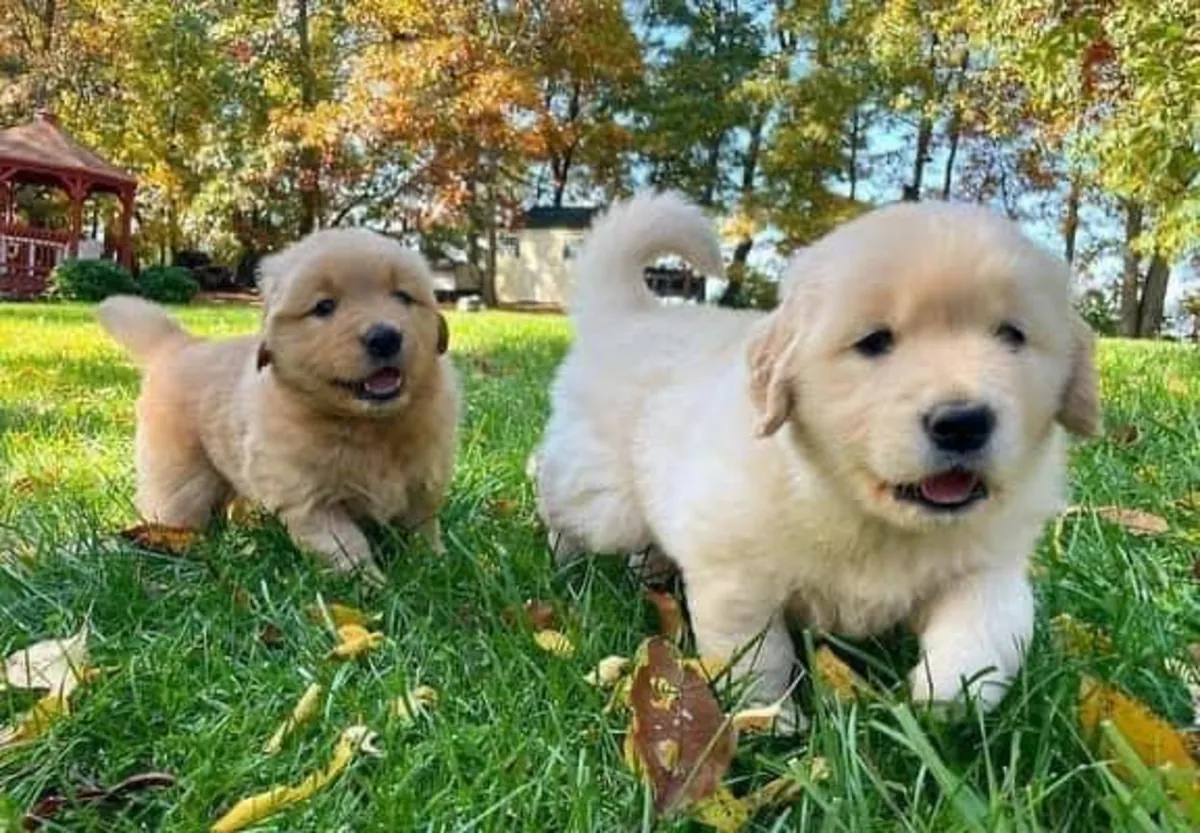 🐾 Un adorable Golden Retriever attend sa nouvelle famille à Bienne.