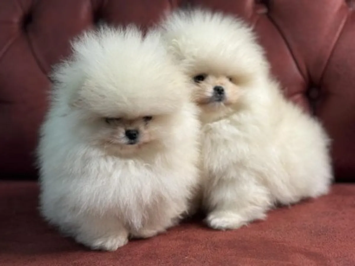 Pomerania macho criado en interiores