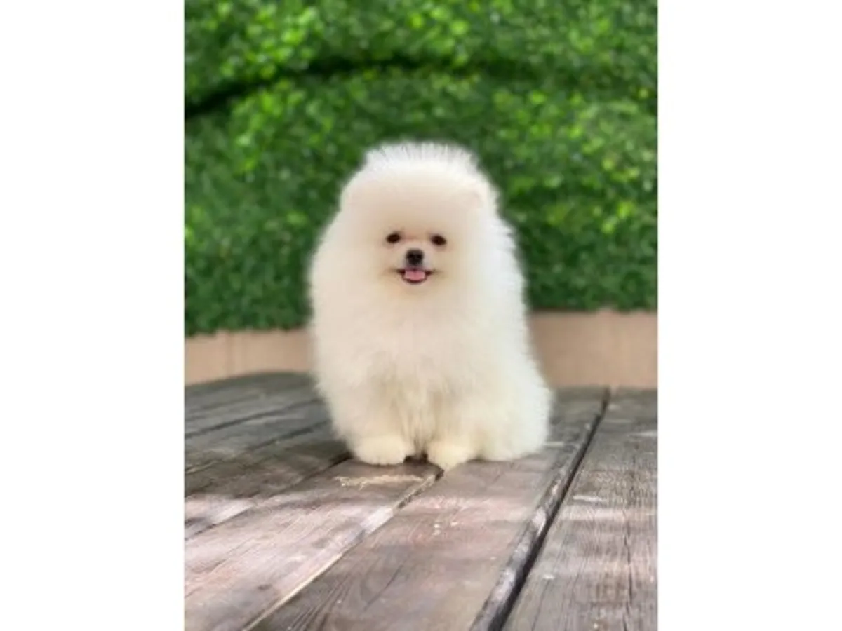 Pomerania macho criado en interiores