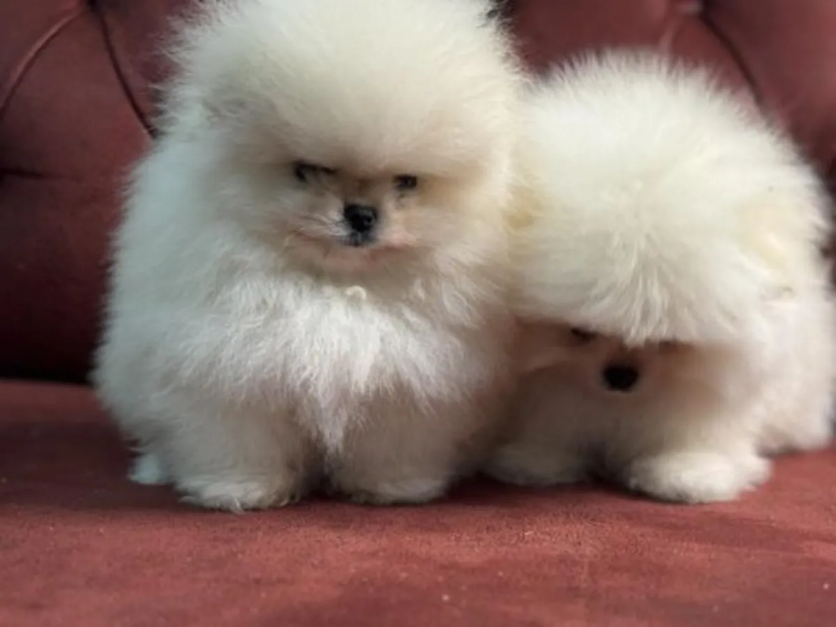 Pomerania macho criado en interiores