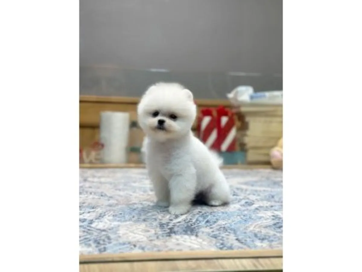 Pomerania hembra tranquila