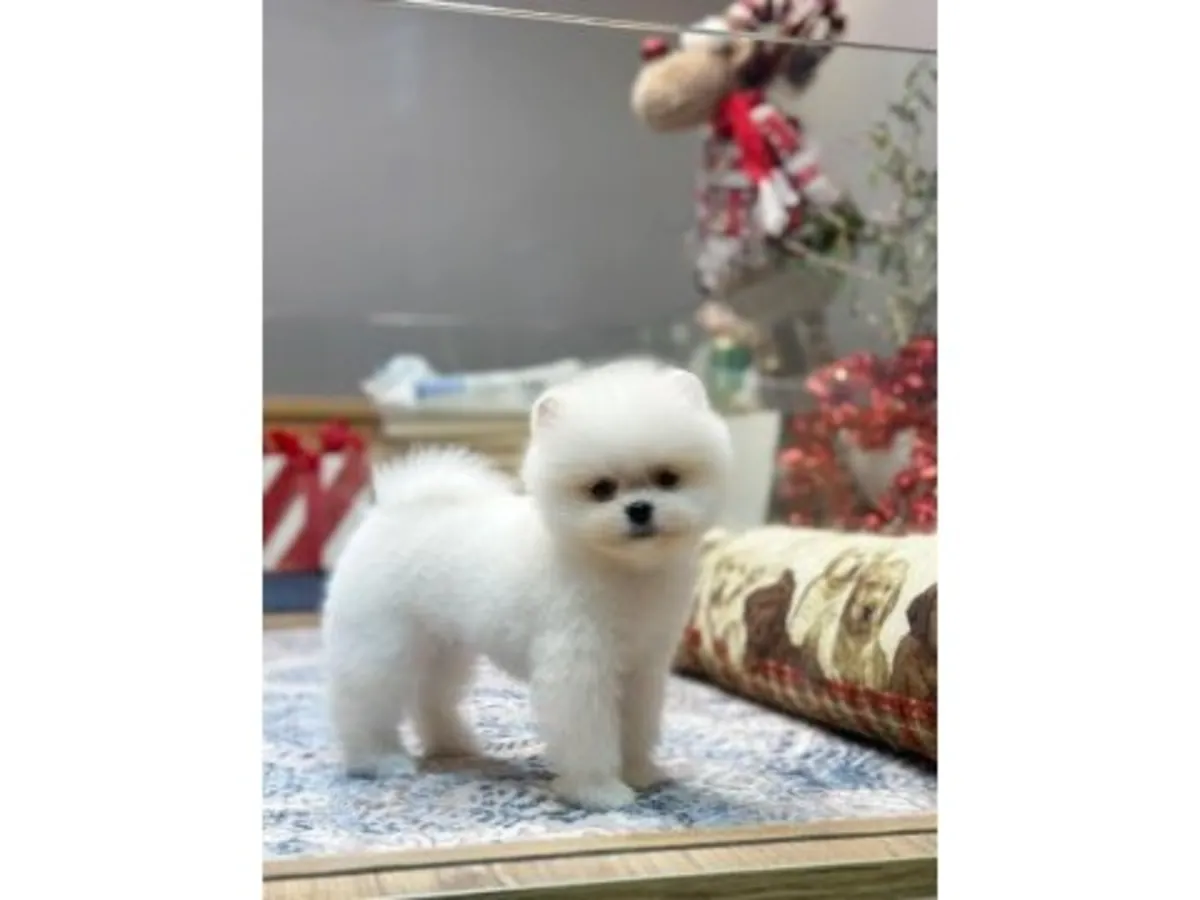 Pomerania hembra tranquila