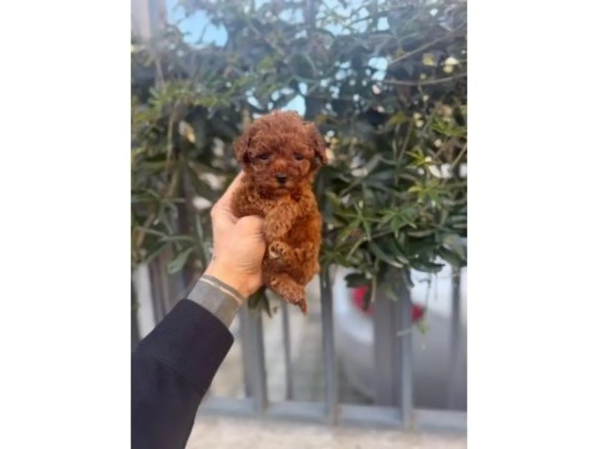 Caniche toy hembra adecuado para la vida en casa.