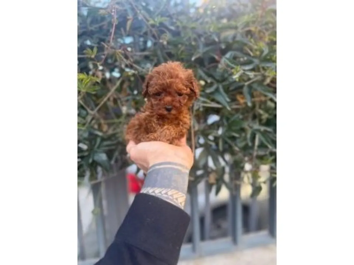 Caniche toy hembra adecuado para la vida en casa.