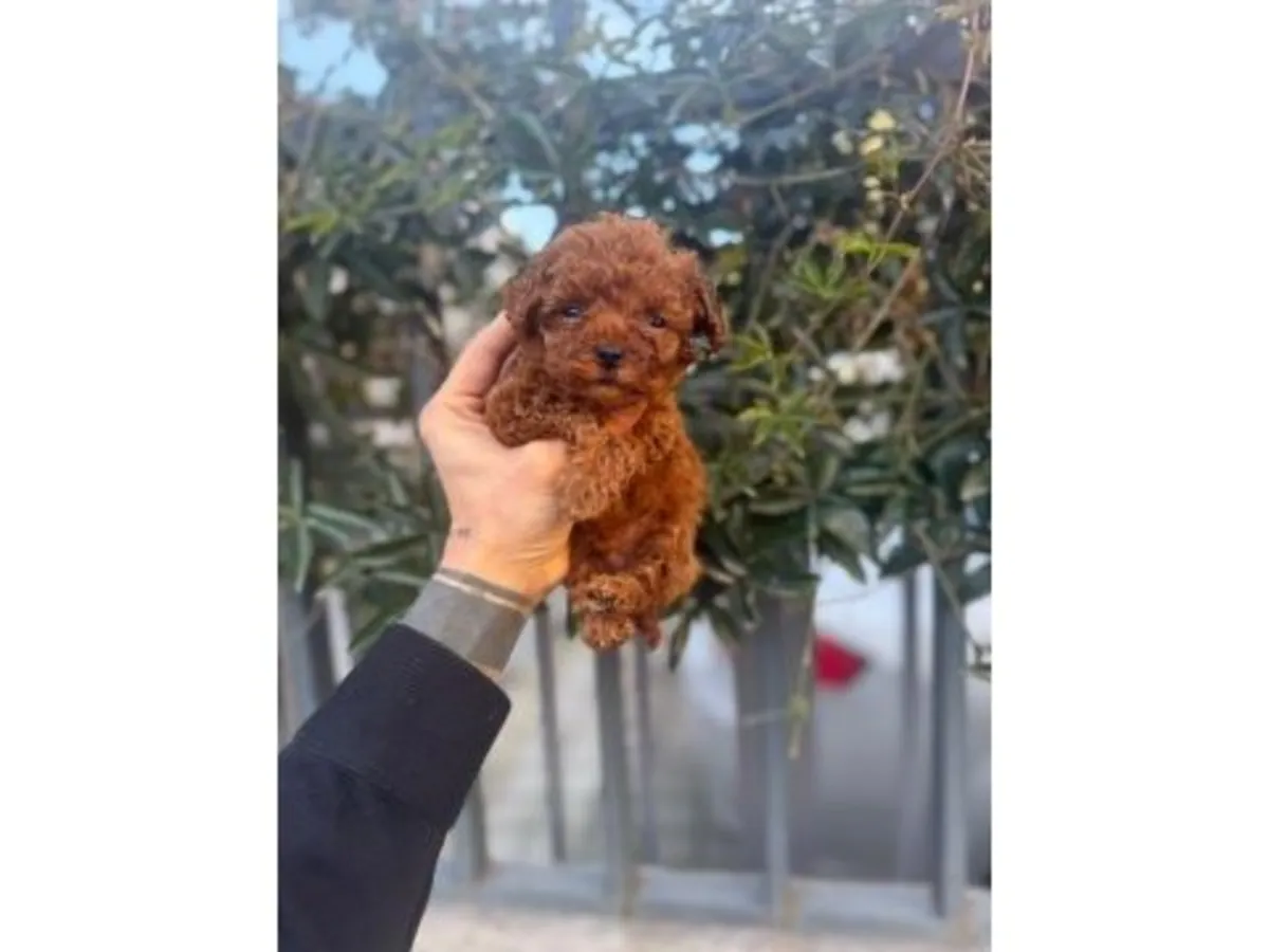 Caniche toy hembra adecuado para la vida en casa.