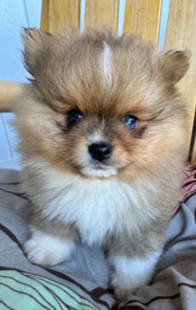  Vous recherchez un Spitz nain   à adopter à Luxembourg-Ville 