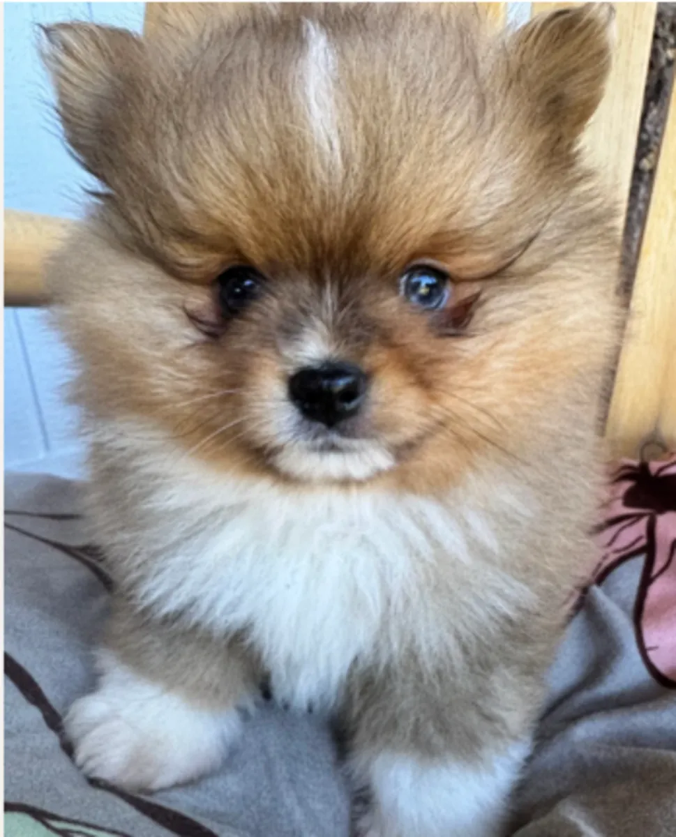  Vous recherchez un Spitz nain   à adopter à Luxembourg-Ville 