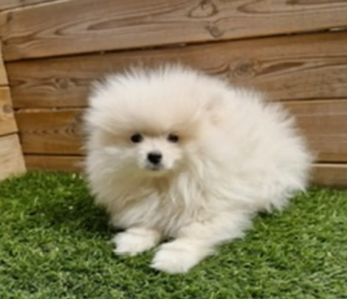 🏡 Differdange'de güzel bir Pomeranya köpeğine ömür boyu yuva verin. Sadık, oyuncu