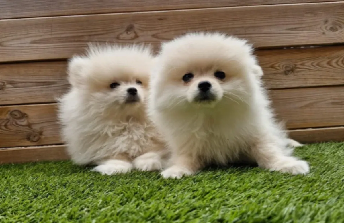 🏡 Differdange'de güzel bir Pomeranya köpeğine ömür boyu yuva verin. Sadık, oyuncu
