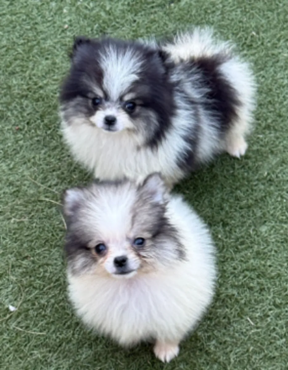 🐾 En Dudelange, un encantador Pomerania (Spitz enano) espera a una familia que le ofrezca amor y atención.