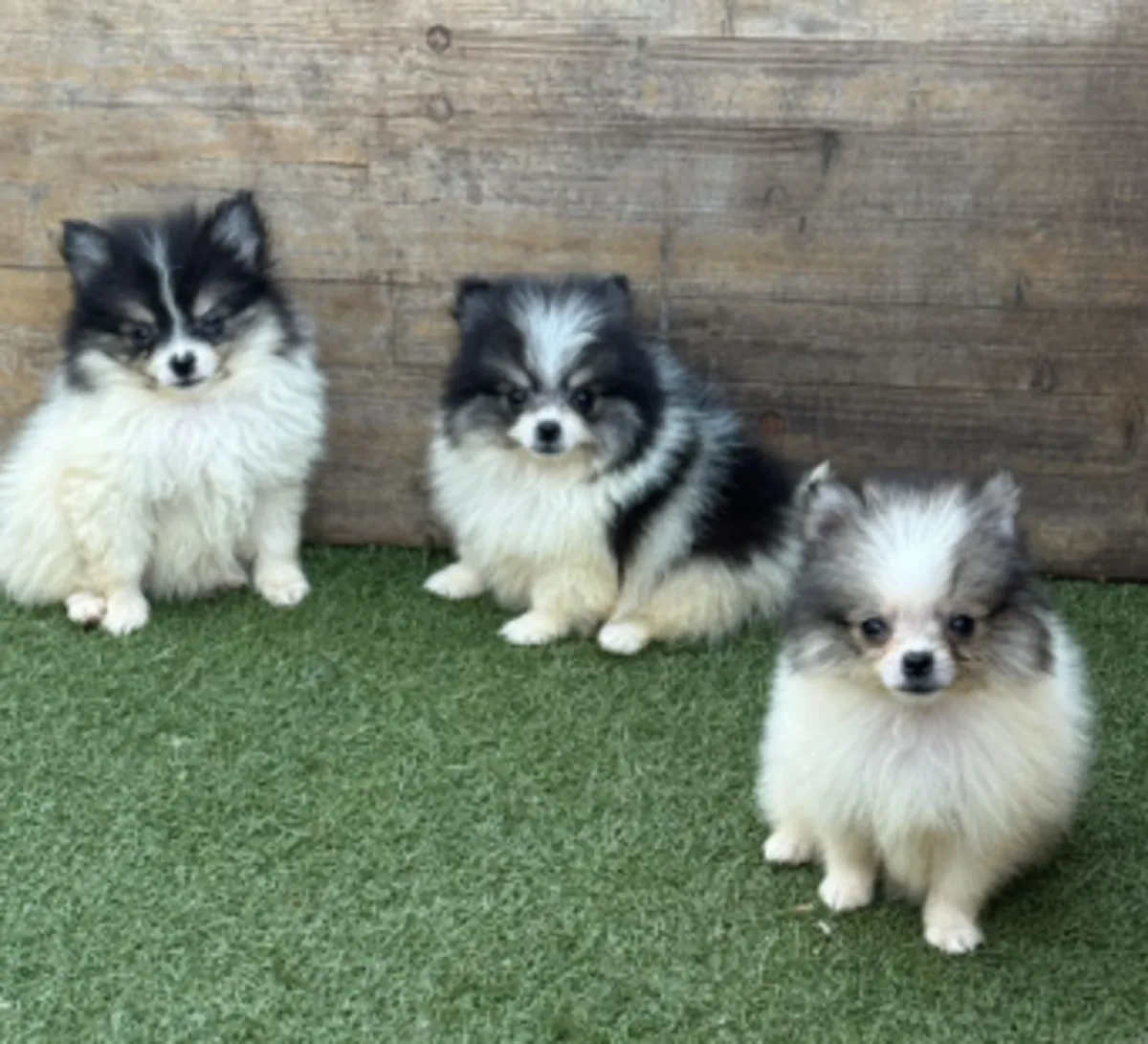 🐾 En Dudelange, un encantador Pomerania (Spitz enano) espera a una familia que le ofrezca amor y atención.