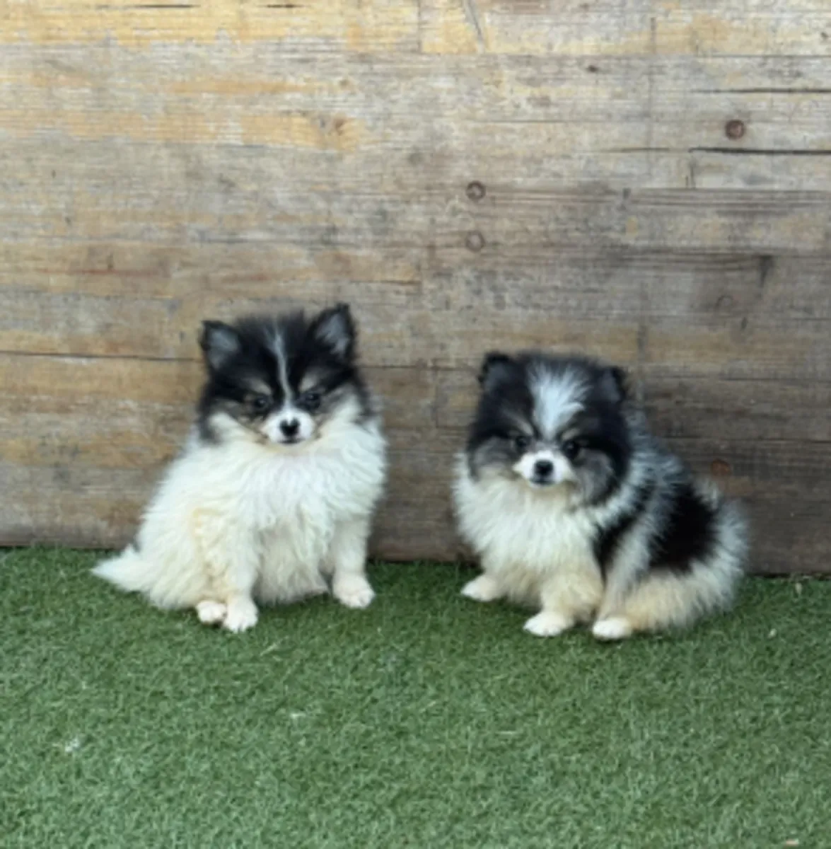 🐾 En Dudelange, un encantador Pomerania (Spitz enano) espera a una familia que le ofrezca amor y atención.