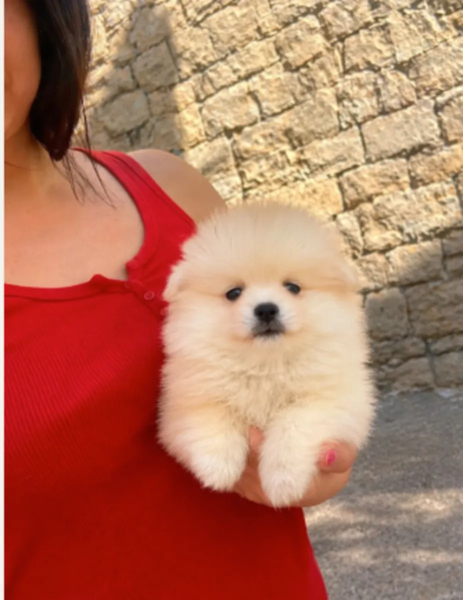 ✨ Ettelbruck'ta mı yaşıyorsunuz? Bu muhteşem Pomeranya köpeği size eşlik etmeye hazır.