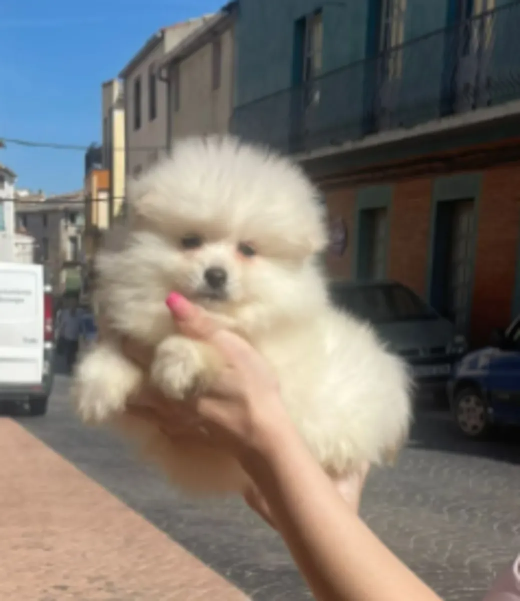 ❤️ Faites entrer le bonheur dans votre maison à Diekirch avec un adorable Spitz nain (Poméranien) pl