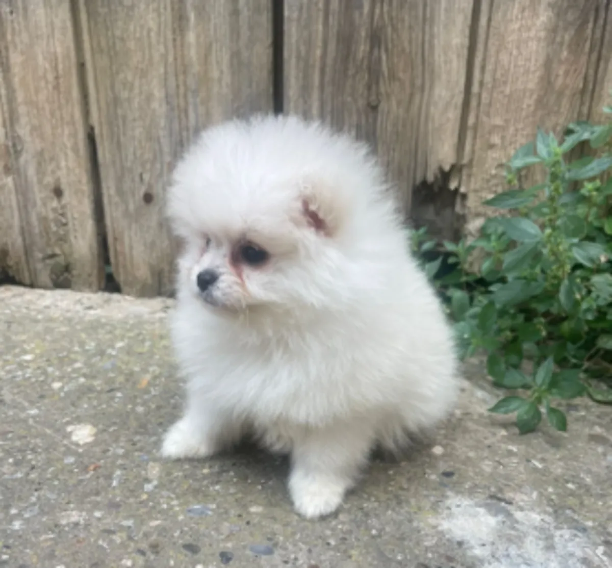 ❤️ Faites entrer le bonheur dans votre maison à Diekirch avec un adorable Spitz nain (Poméranien) pl
