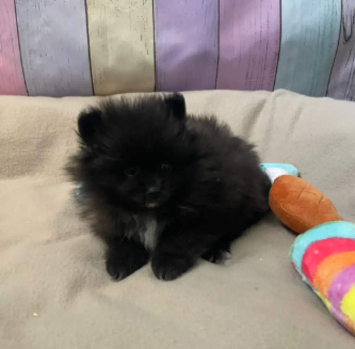 🌟 En Wiltz, un Pomerania (Spitz Enano) perfectamente sano busca una familia cariñosa para toda la vida.