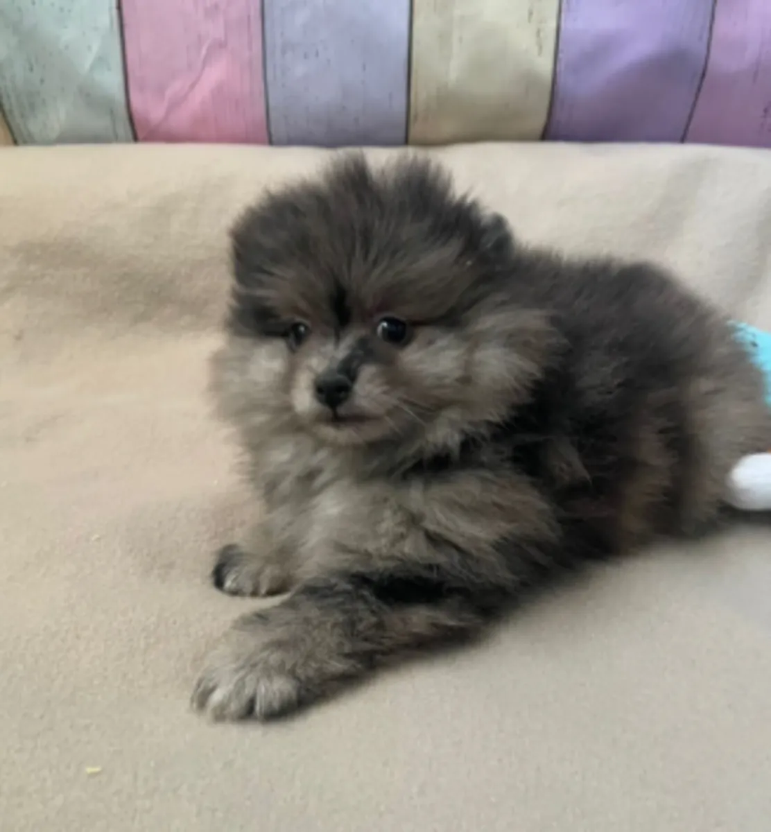 🐕 À Grevenmacher, découvrez un superbe Spitz nain (Poméranien) prêt à partager de merveilleux momen