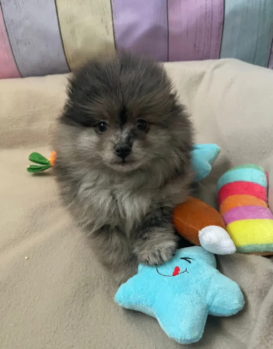 🐕 À Grevenmacher, découvrez un superbe Spitz nain (Poméranien) prêt à partager de merveilleux momen