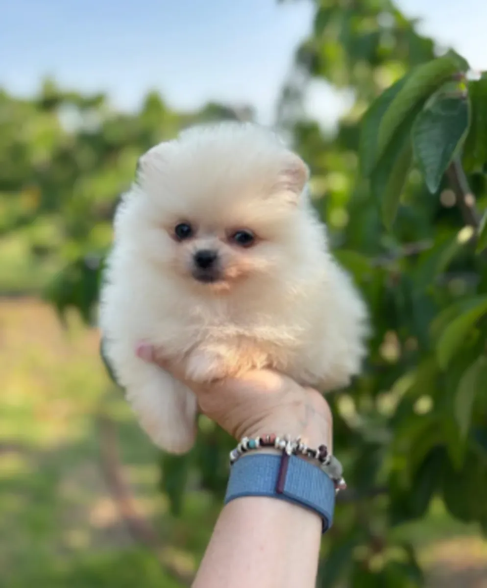 🌿 ¡Tu futuro compañero te espera en Remich! Adopta un adorable Pomerania y crea