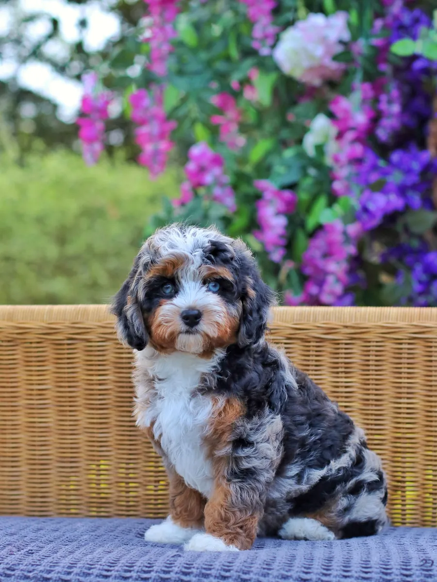 Bernedoodle à adopter à New York !