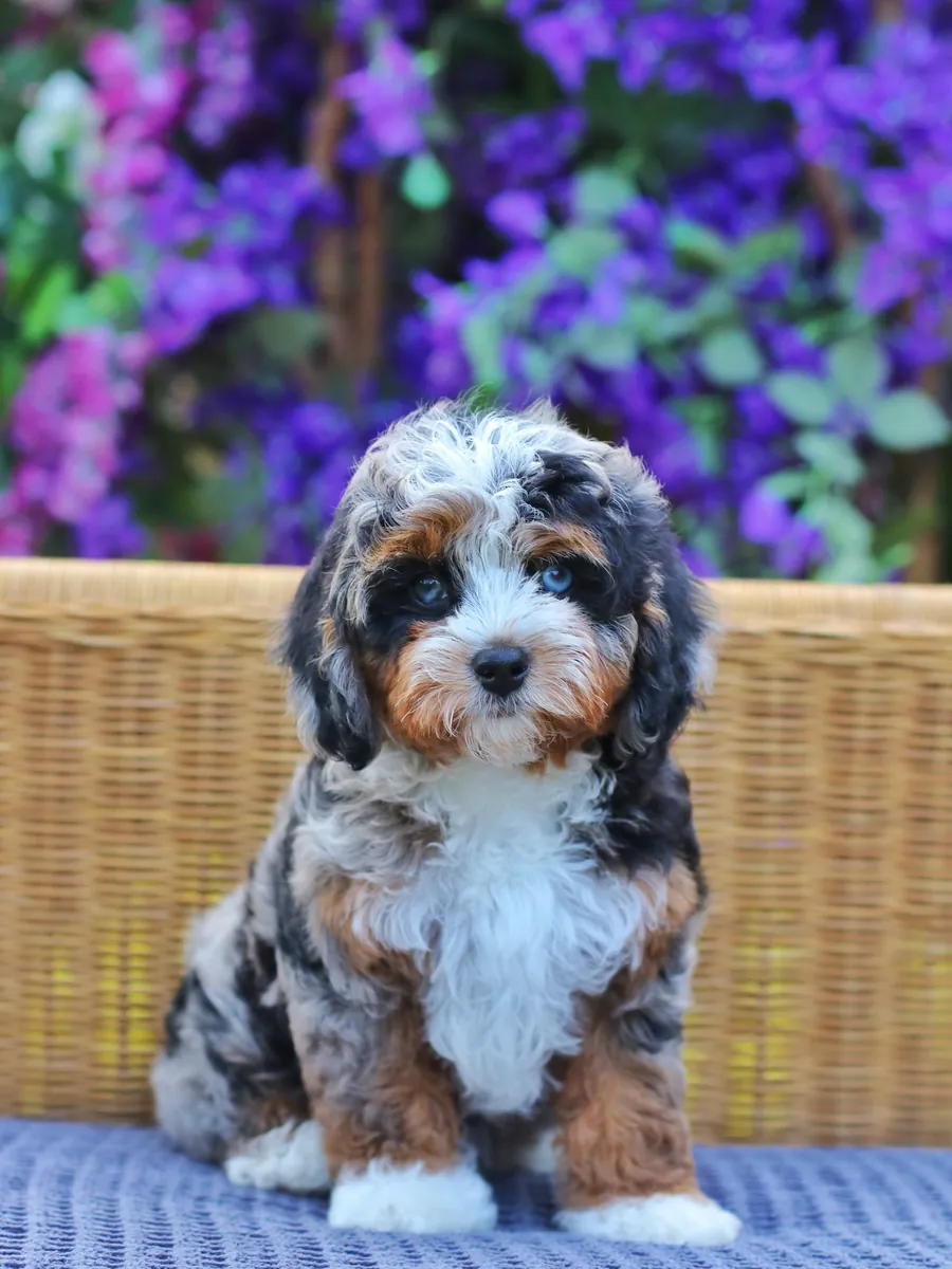 Bernedoodle à adopter à New York !