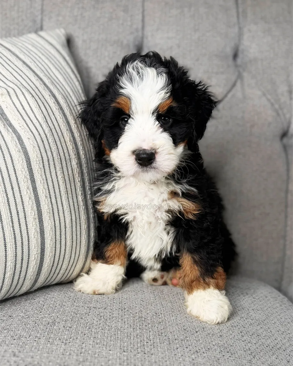 ☀️ Bernedoodle à adopter à Los Angeles !