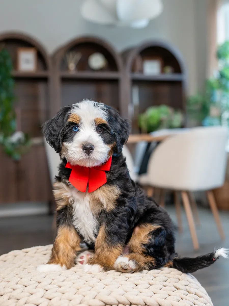 🤠 Bernedoodle à adopter à Dallas !