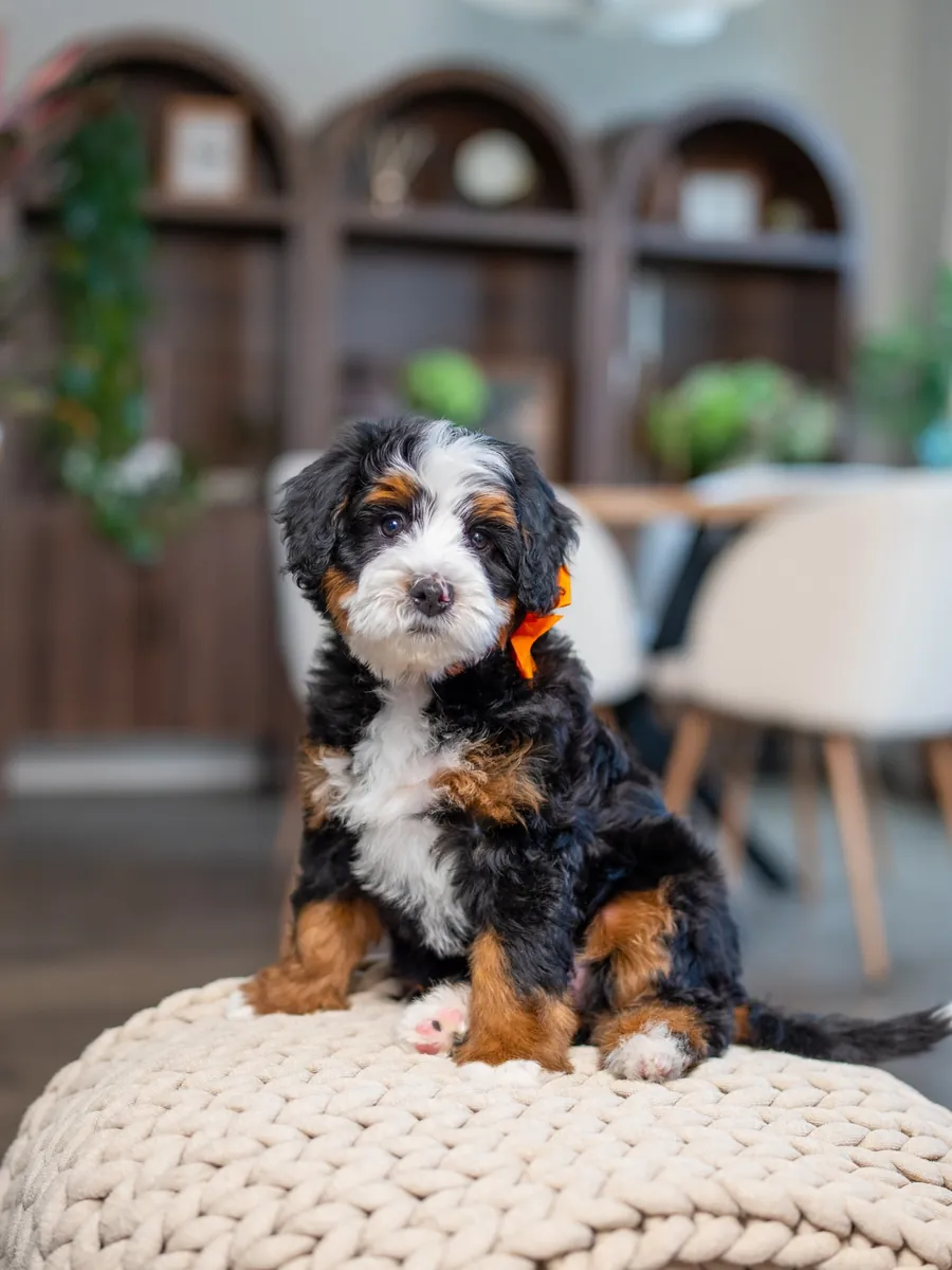 🤠 Bernedoodle à adopter à Dallas !