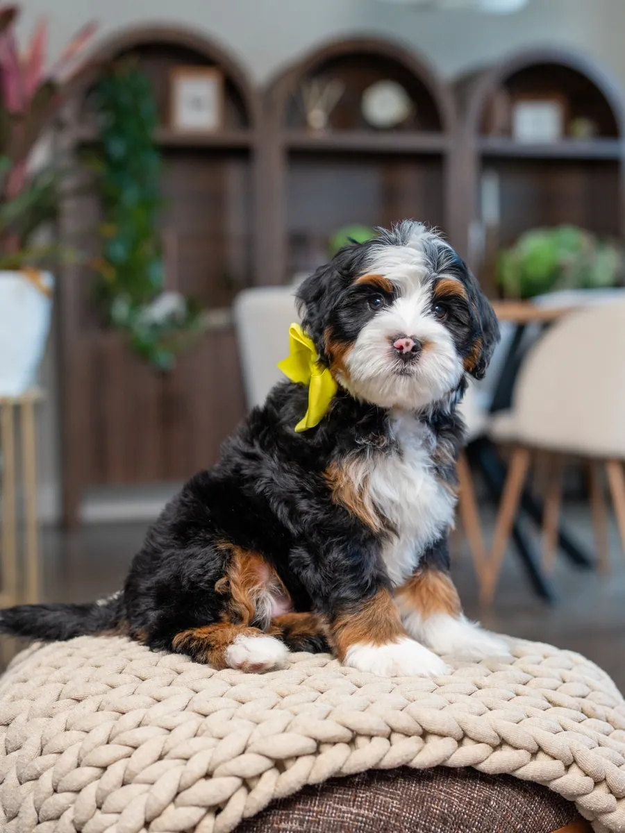 🤠 Bernedoodle à adopter à Dallas !