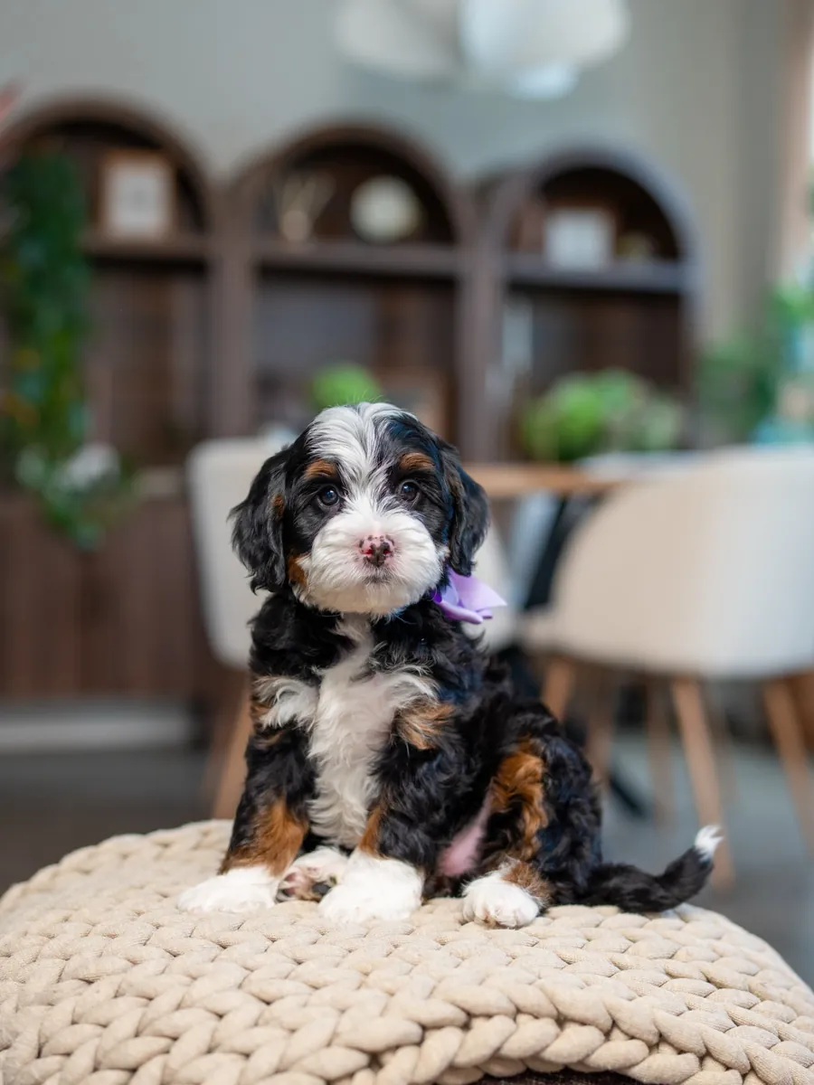 🤠 Bernedoodle à adopter à Dallas !