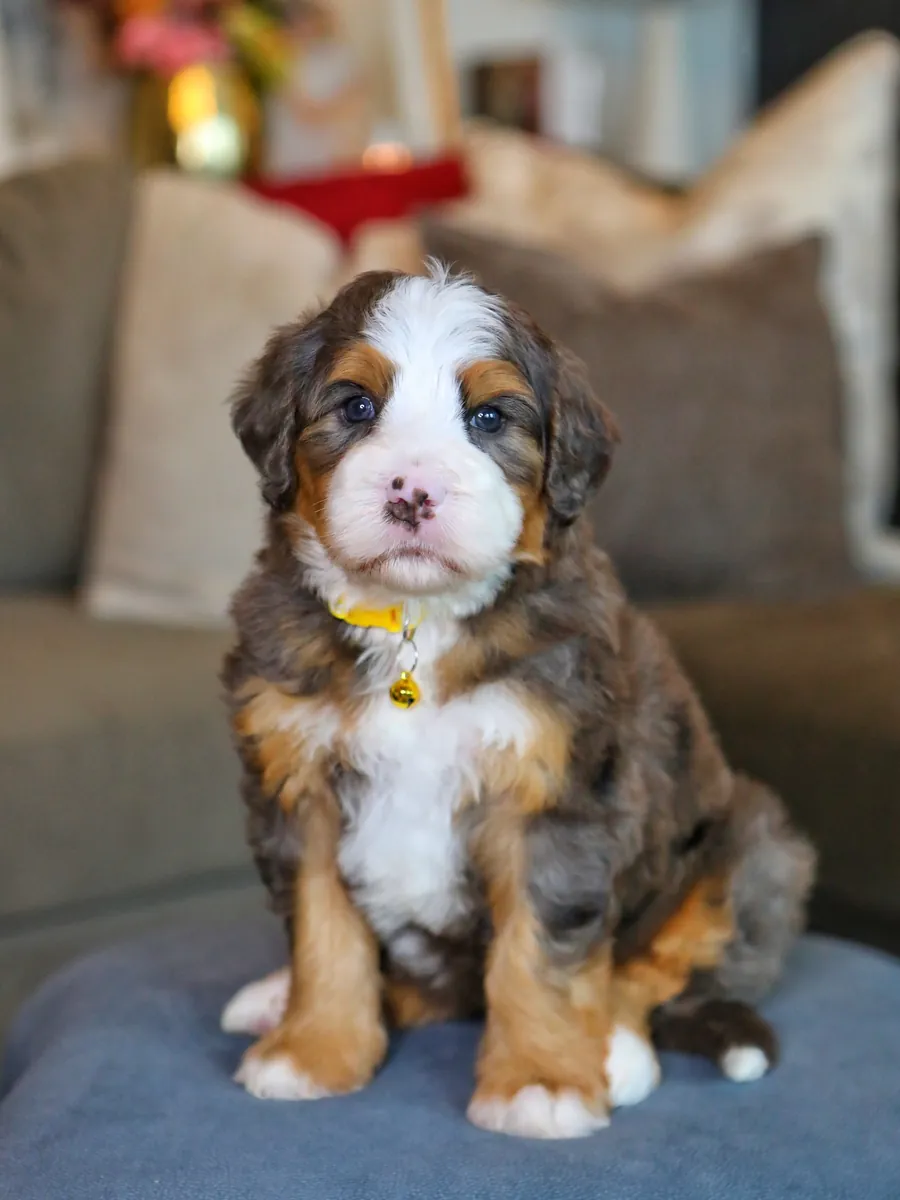 Bernedoodle à adopter à Chicago !