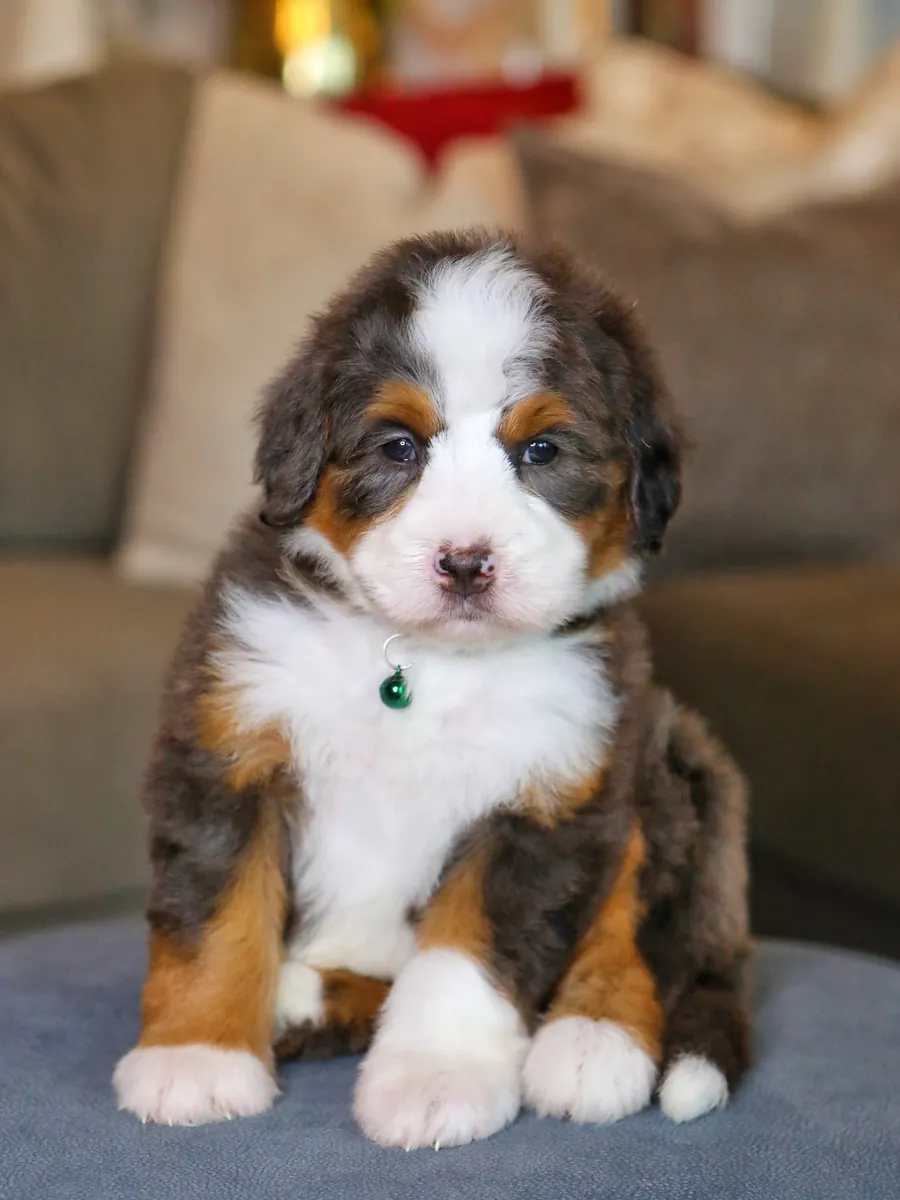 Bernedoodle à adopter à Chicago !