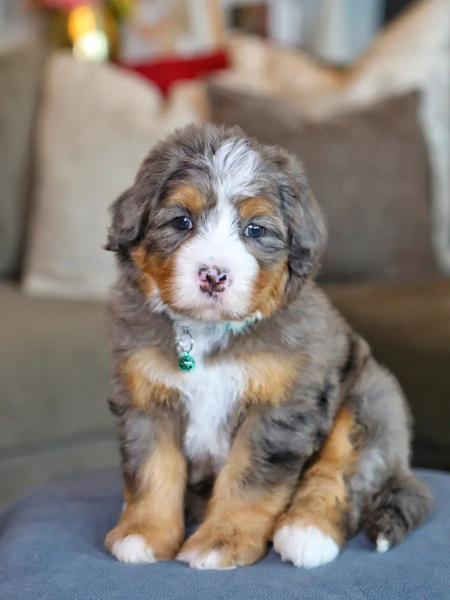 Bernedoodle à adopter à Chicago !