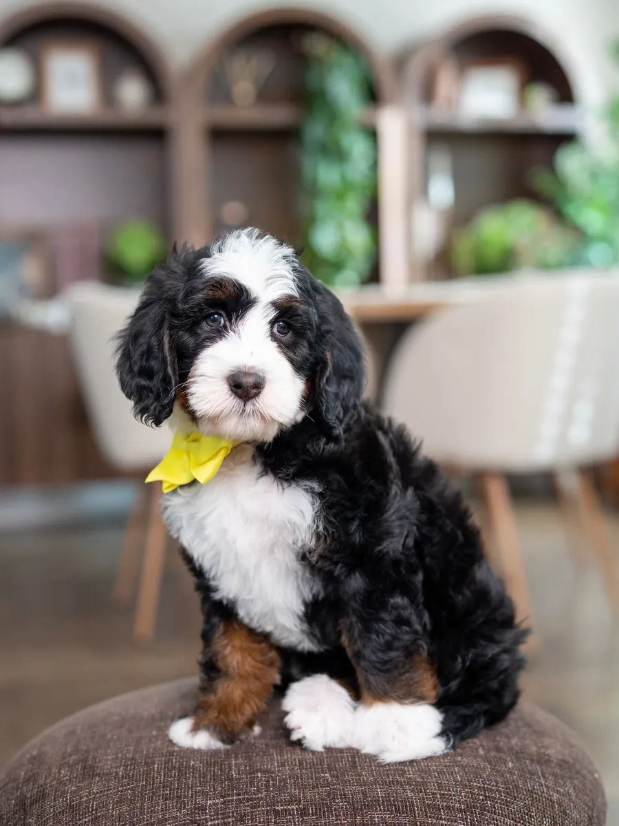 Bernedoodle à adopter à Miami !