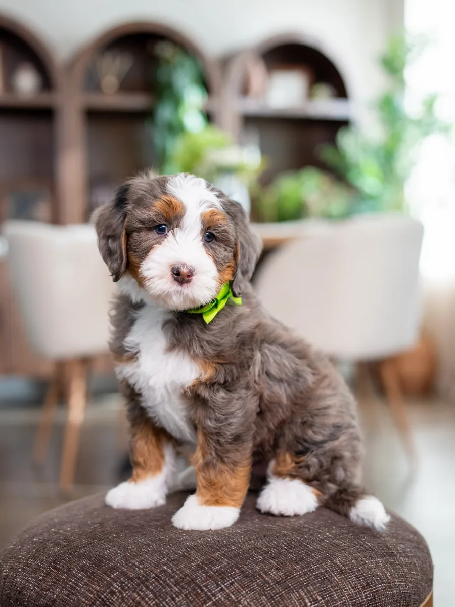 Bernedoodle à adopter à Miami !