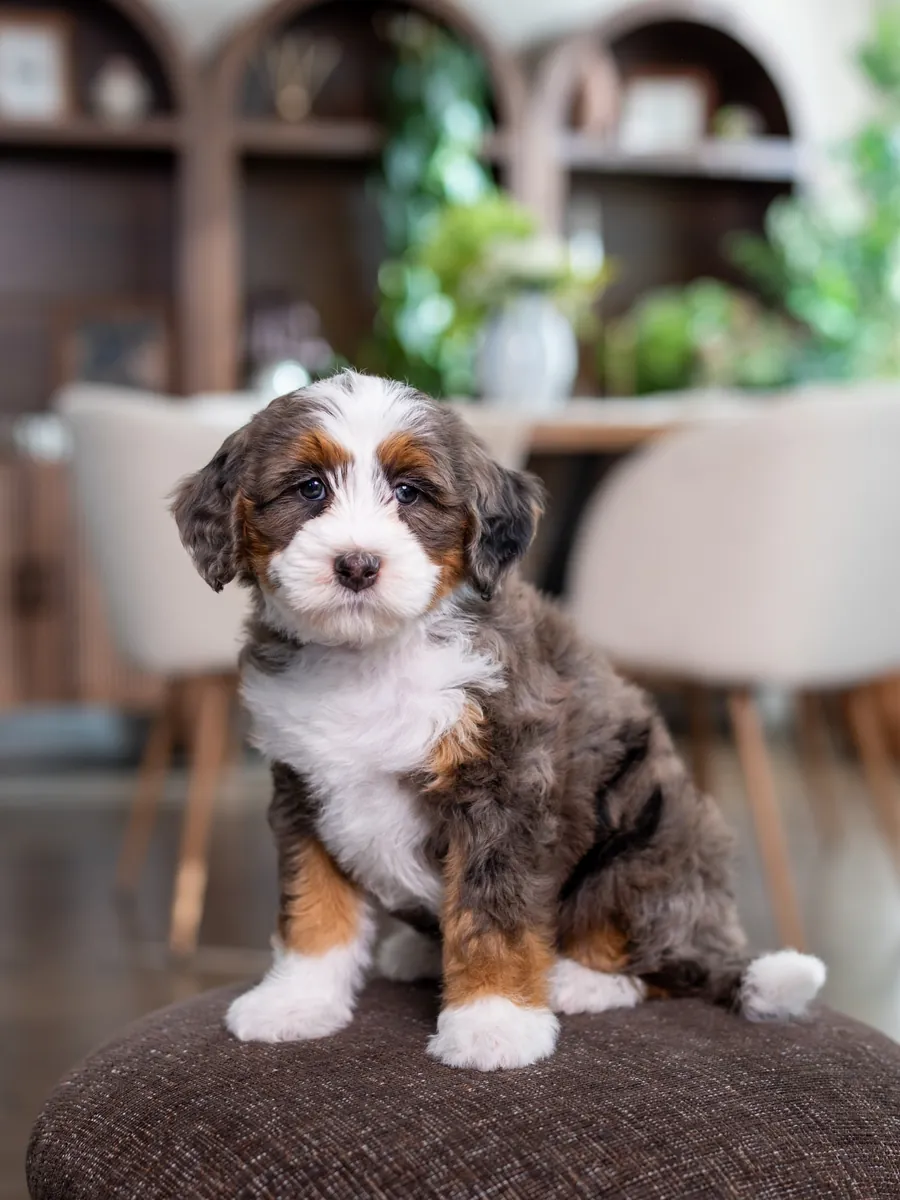 Bernedoodle à adopter à Miami !