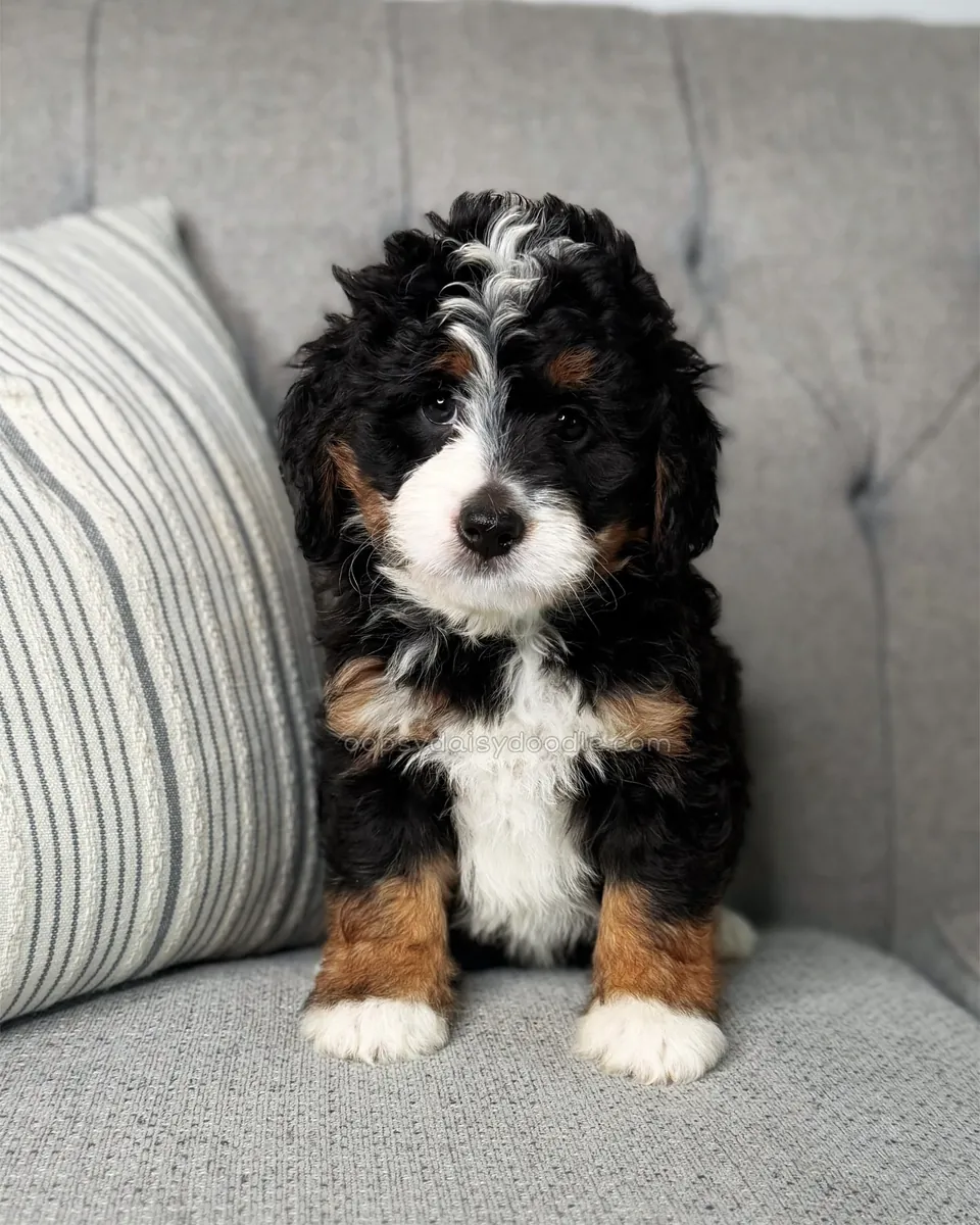 Bernedoodle à adopter à Denver !