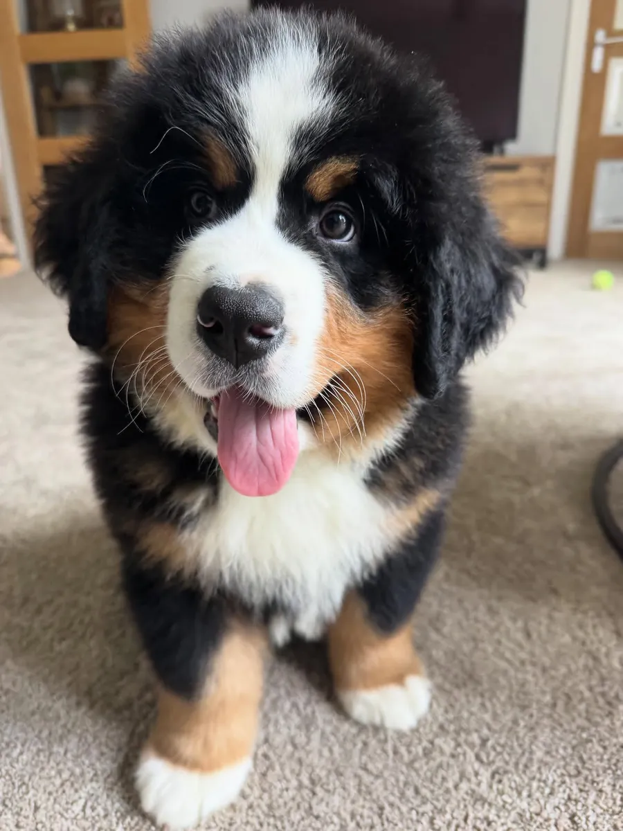 Bernedoodle à adopter à Seattle