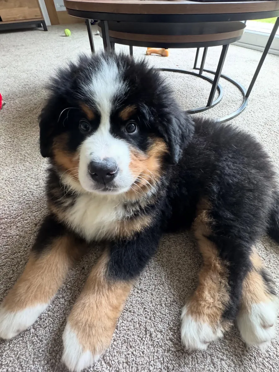 Bernedoodle à adopter à Seattle