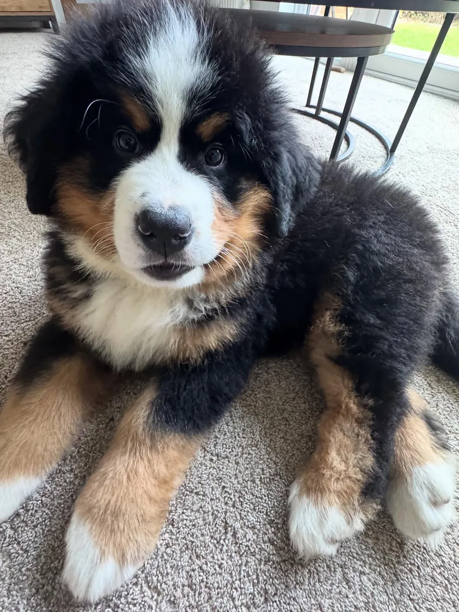 Bernedoodle à adopter à Seattle
