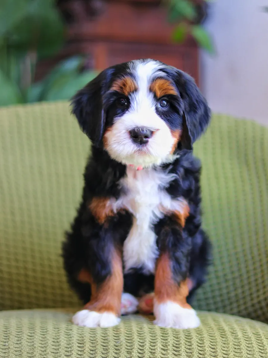 🎸 ¡Bernedoodle en adopción en Nashville!