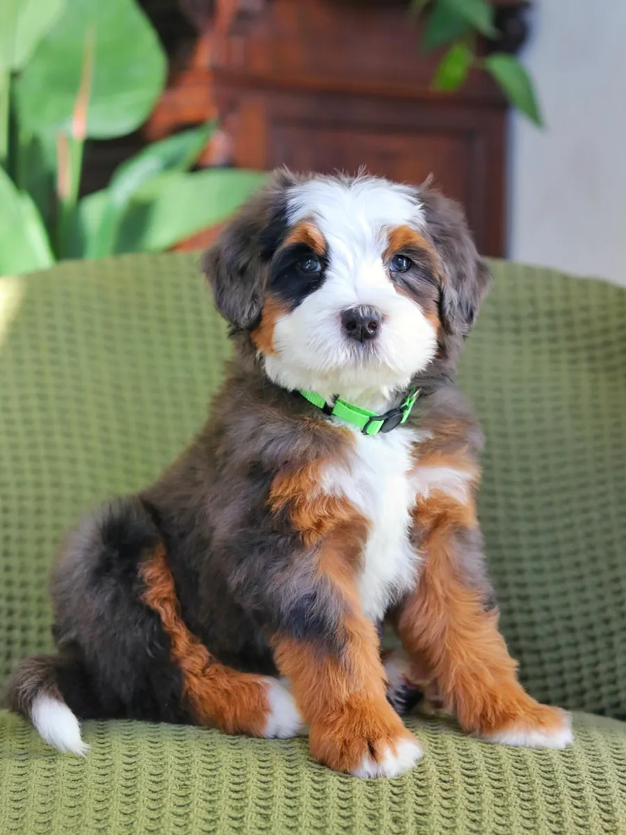 🎸 ¡Bernedoodle en adopción en Nashville!