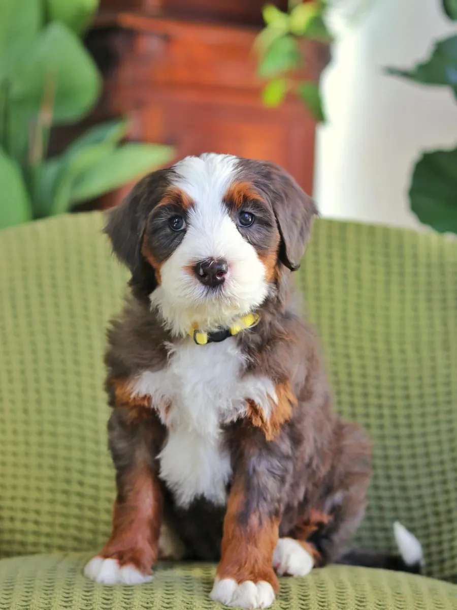 🎸 ¡Bernedoodle en adopción en Nashville!