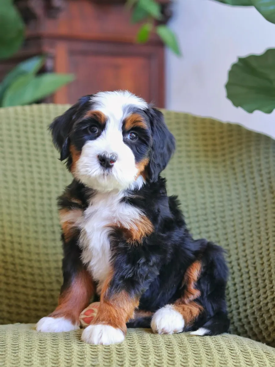 🎸 ¡Bernedoodle en adopción en Nashville!