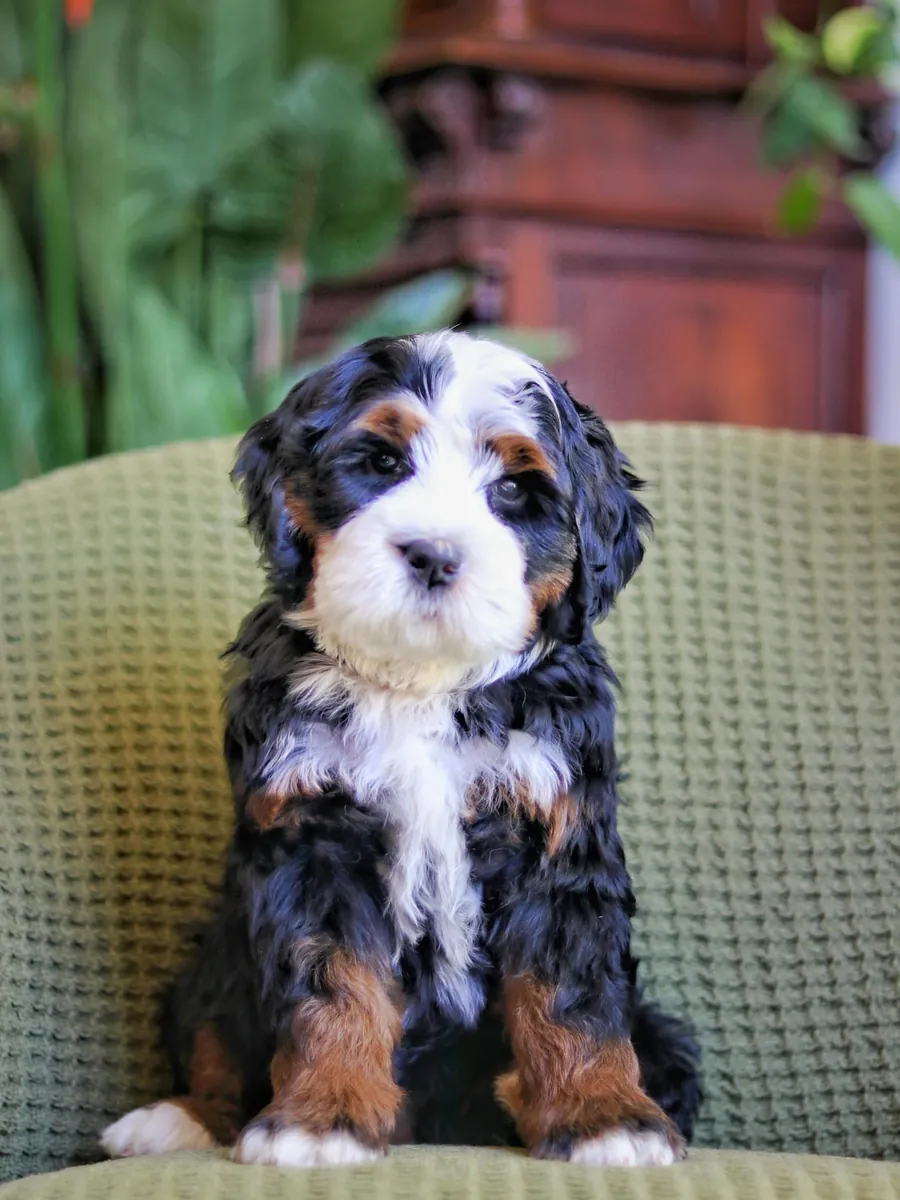 🎸 ¡Bernedoodle en adopción en Nashville!