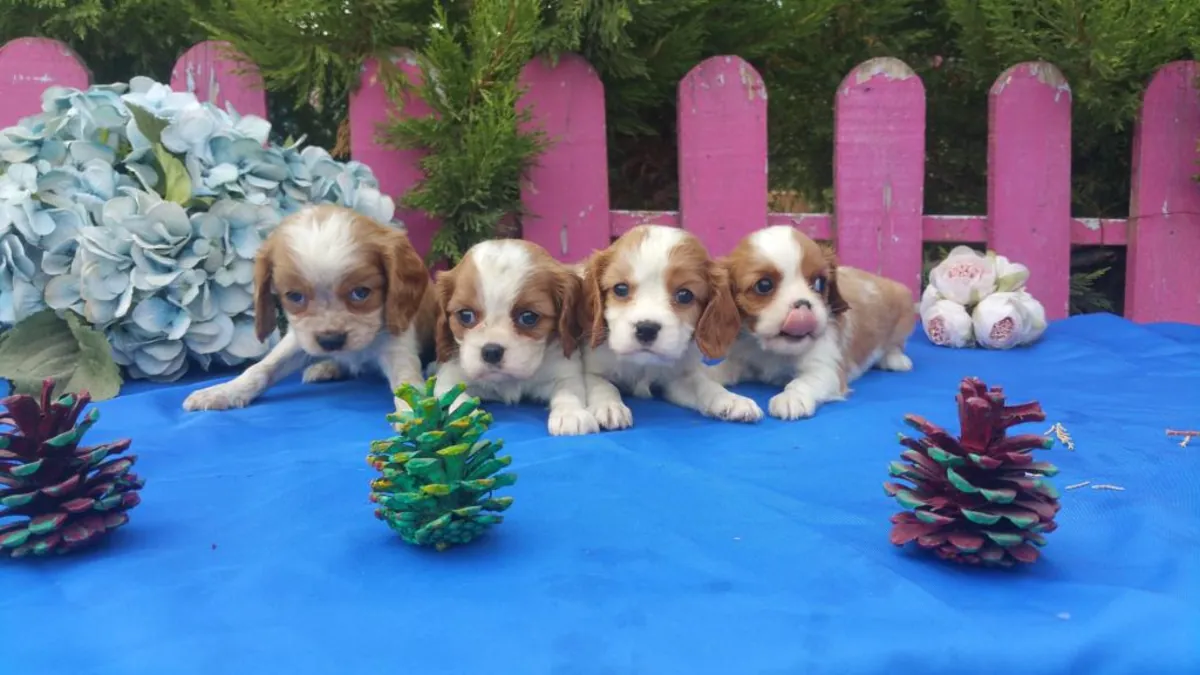 Cavalier King Charles Spaniel puppies (male and female) for free