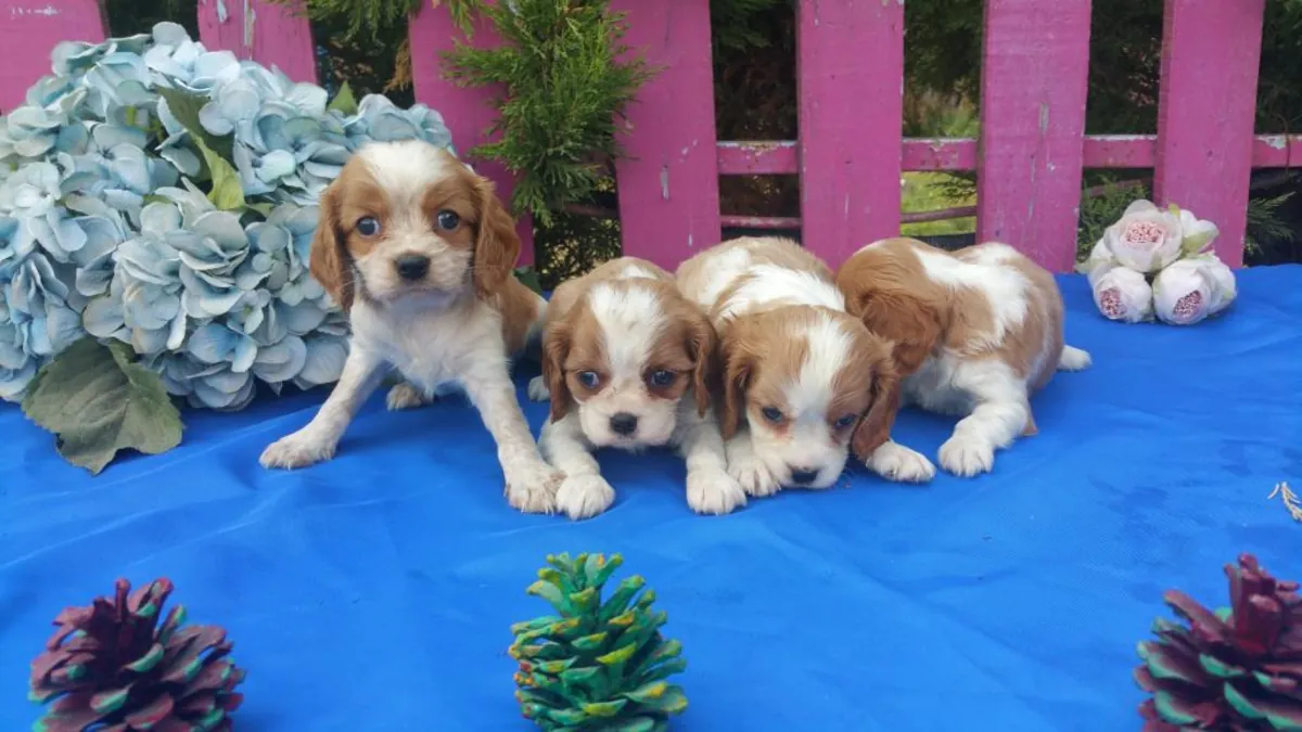 Cavalier King Charles Spaniel puppies (male and female) for free
