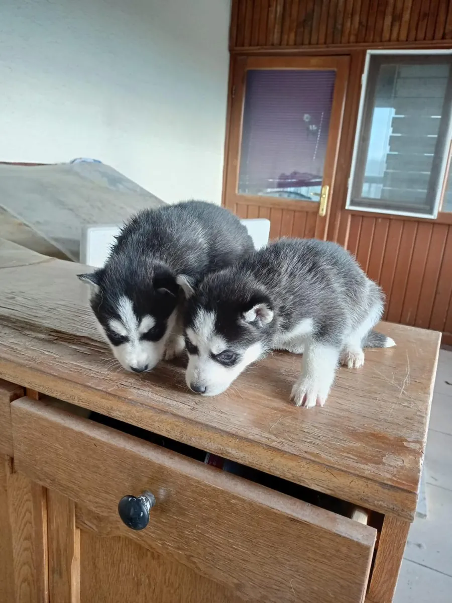 Siberian Husky puppies (male and female) for adoption