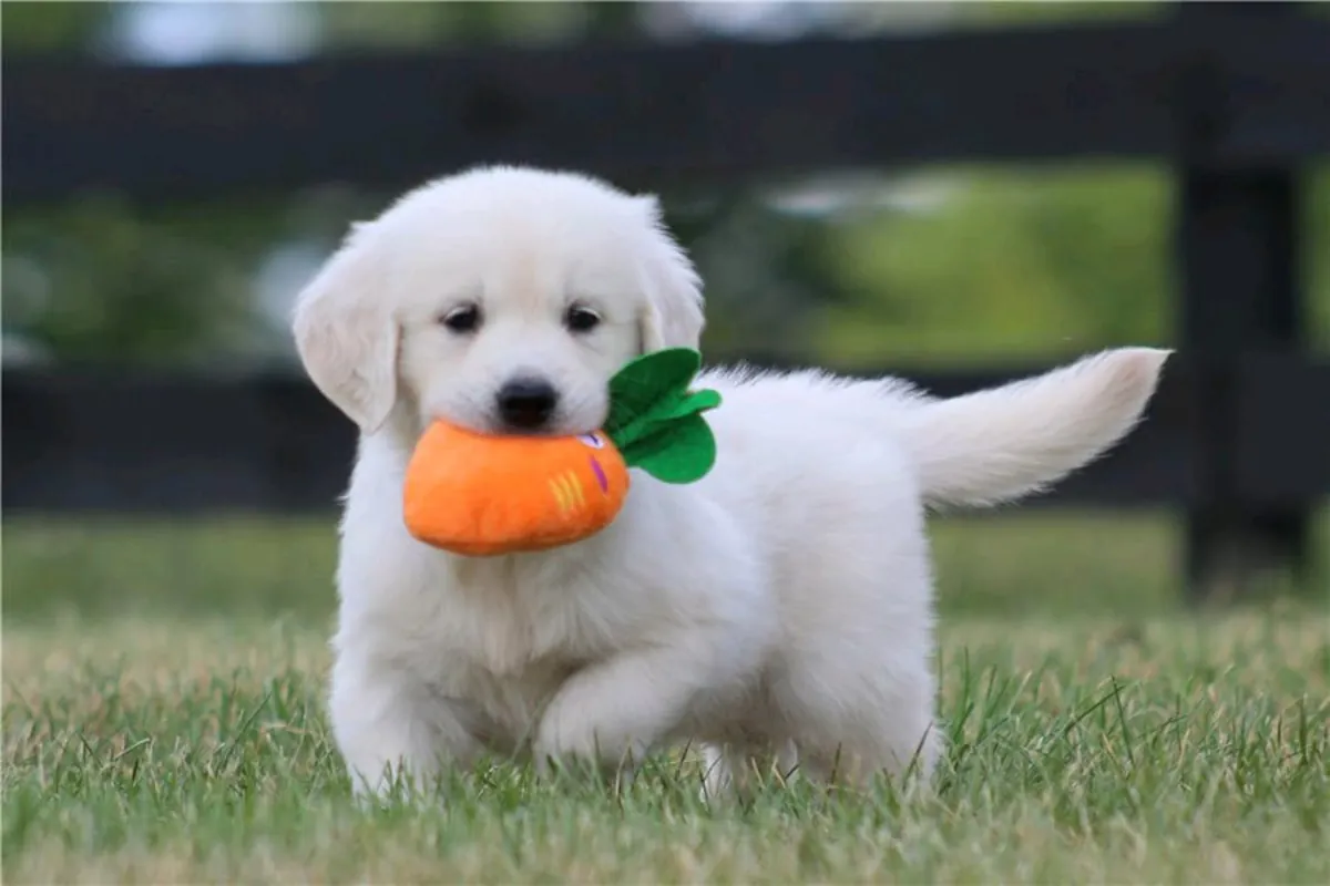 Golden Retriever puppies for free (male and female)