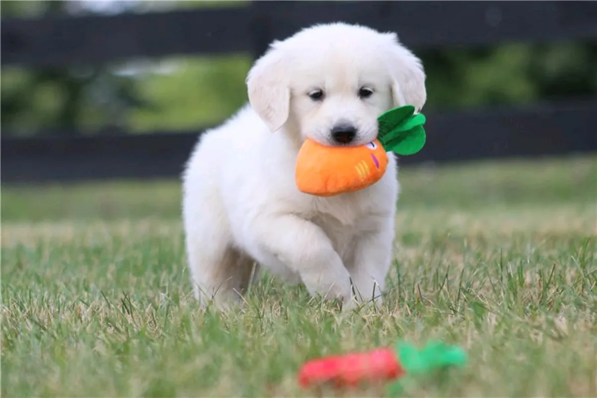Golden Retriever puppies for free (male and female)